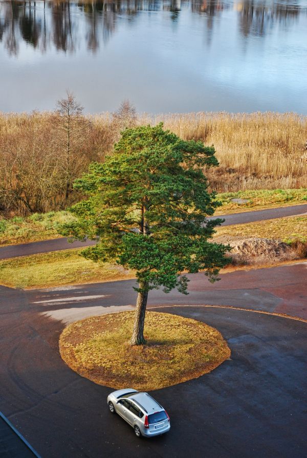 A tree. And a car...